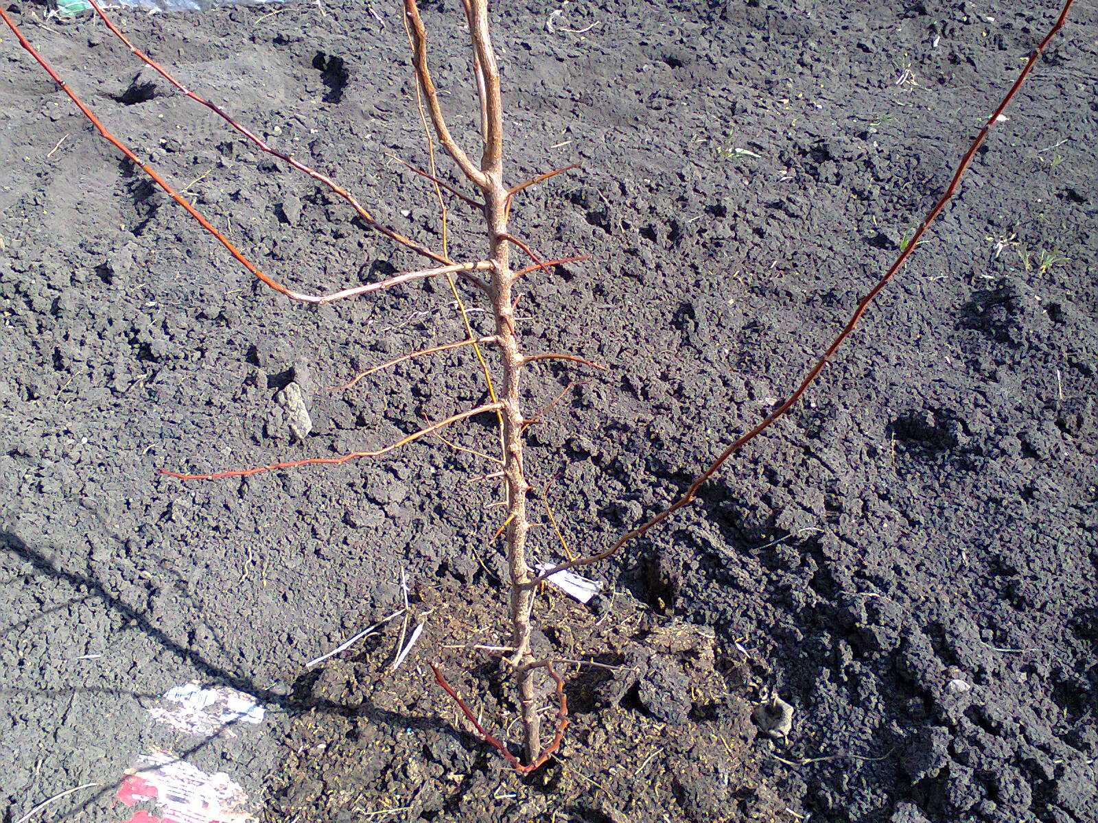 Уход за абрикосом: секреты успешного выращивания