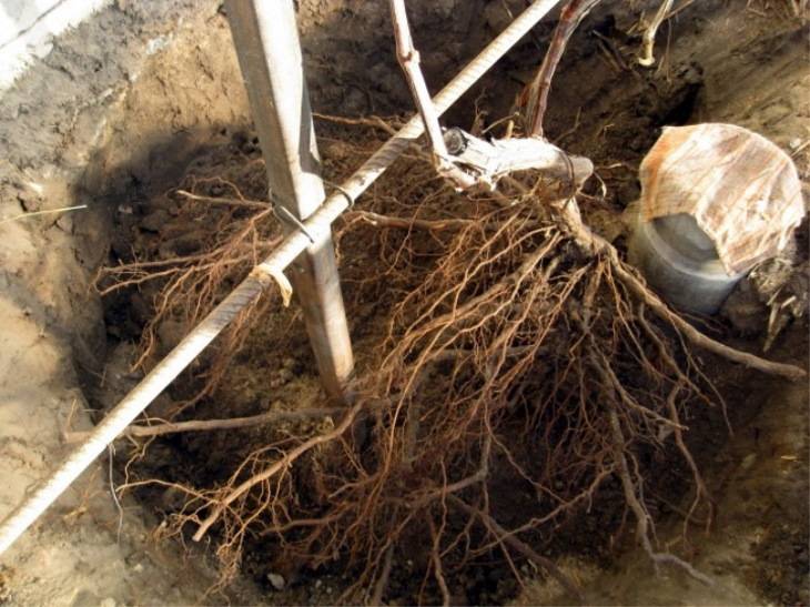 Как пересадить виноград?