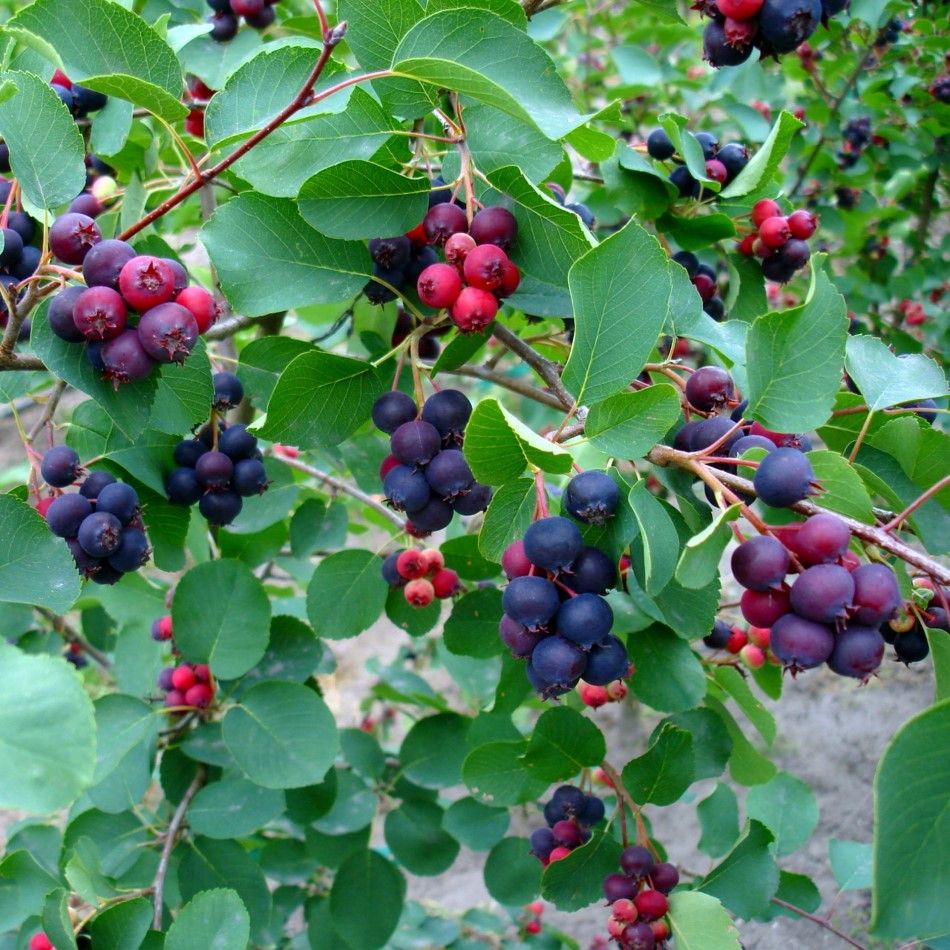 Ирга канадская: ароматный и полезный садовый кустарник