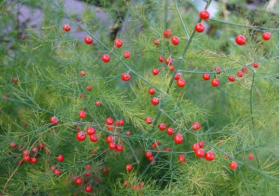 Что такое растение спаржа?