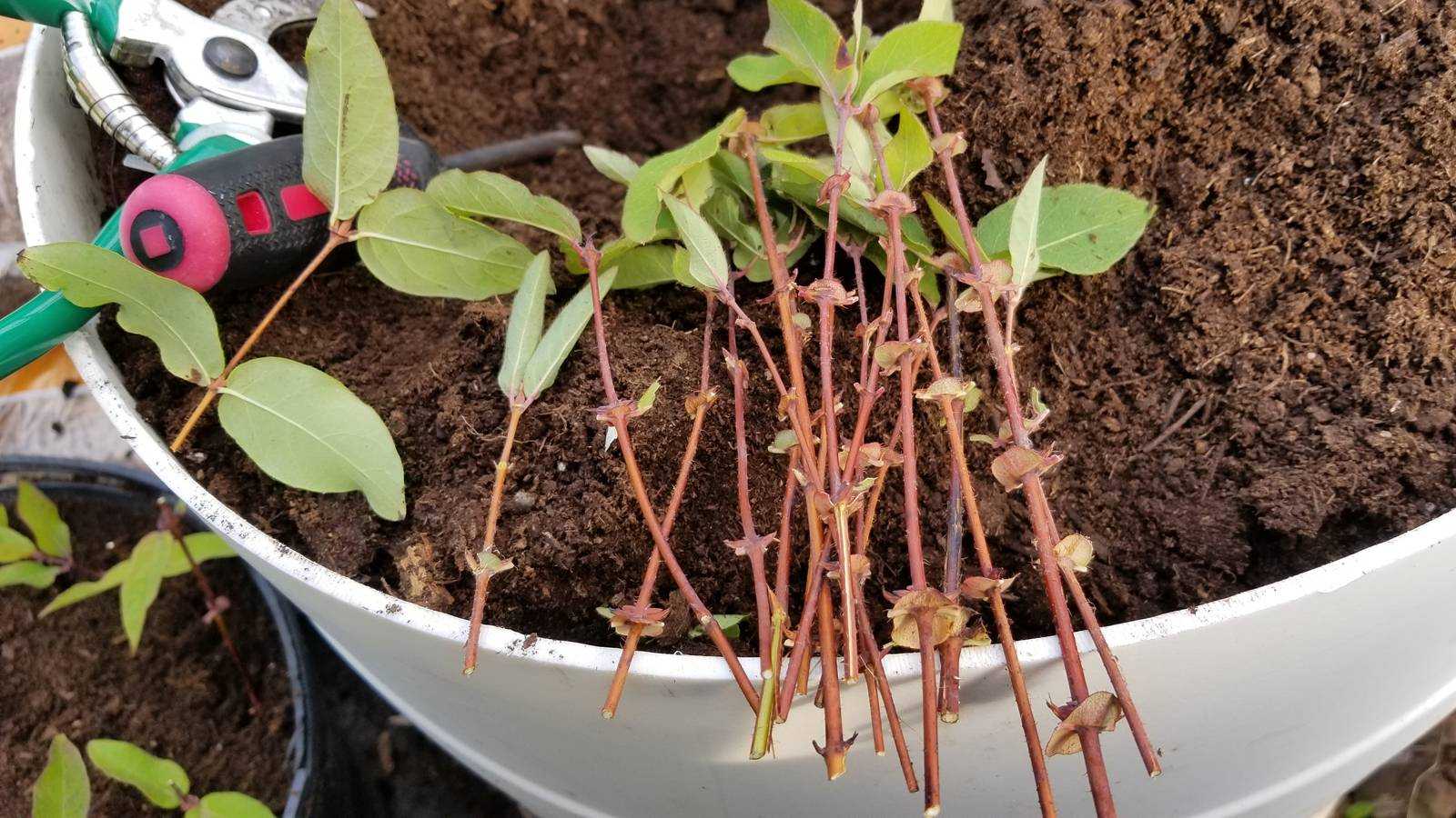 Выращивание и уход за барбарисом