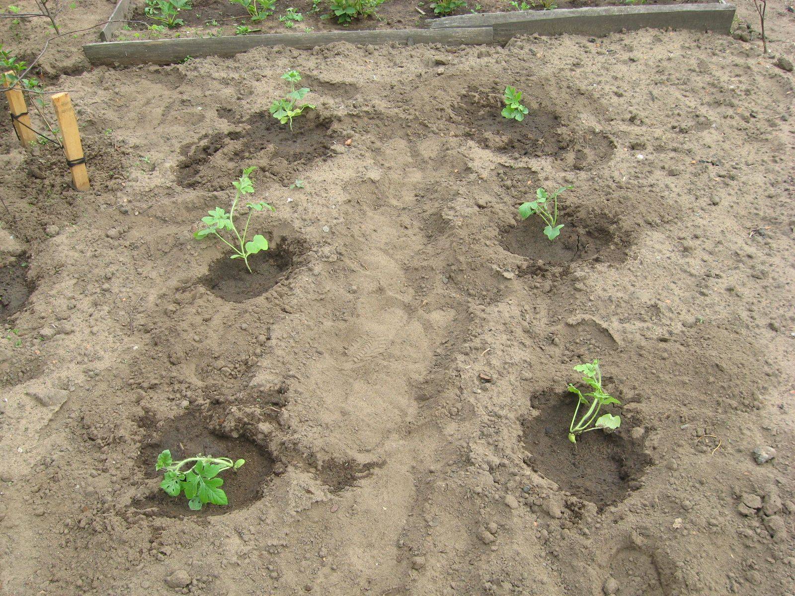 Как вырастить дыню: советы огородникам