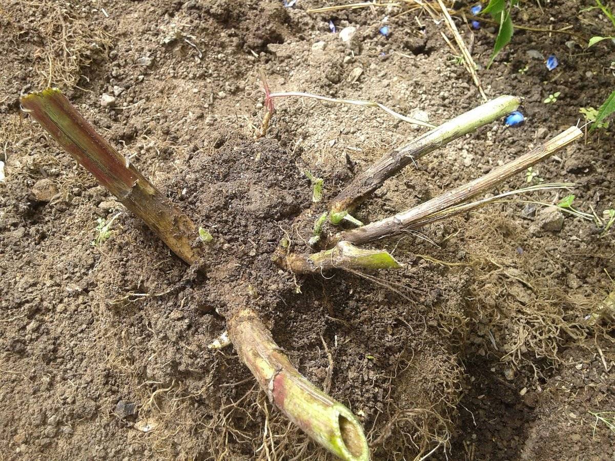 Выращивание и уход за дельфиниумом