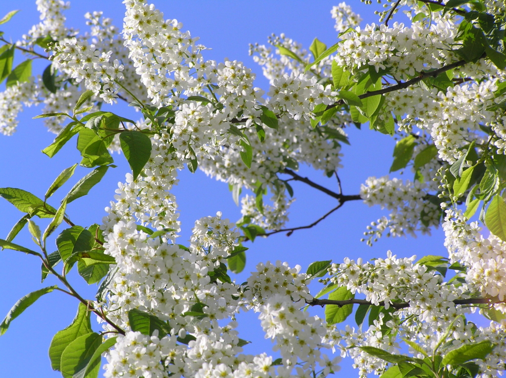 Выращивание черемухи черной: секреты и особенности