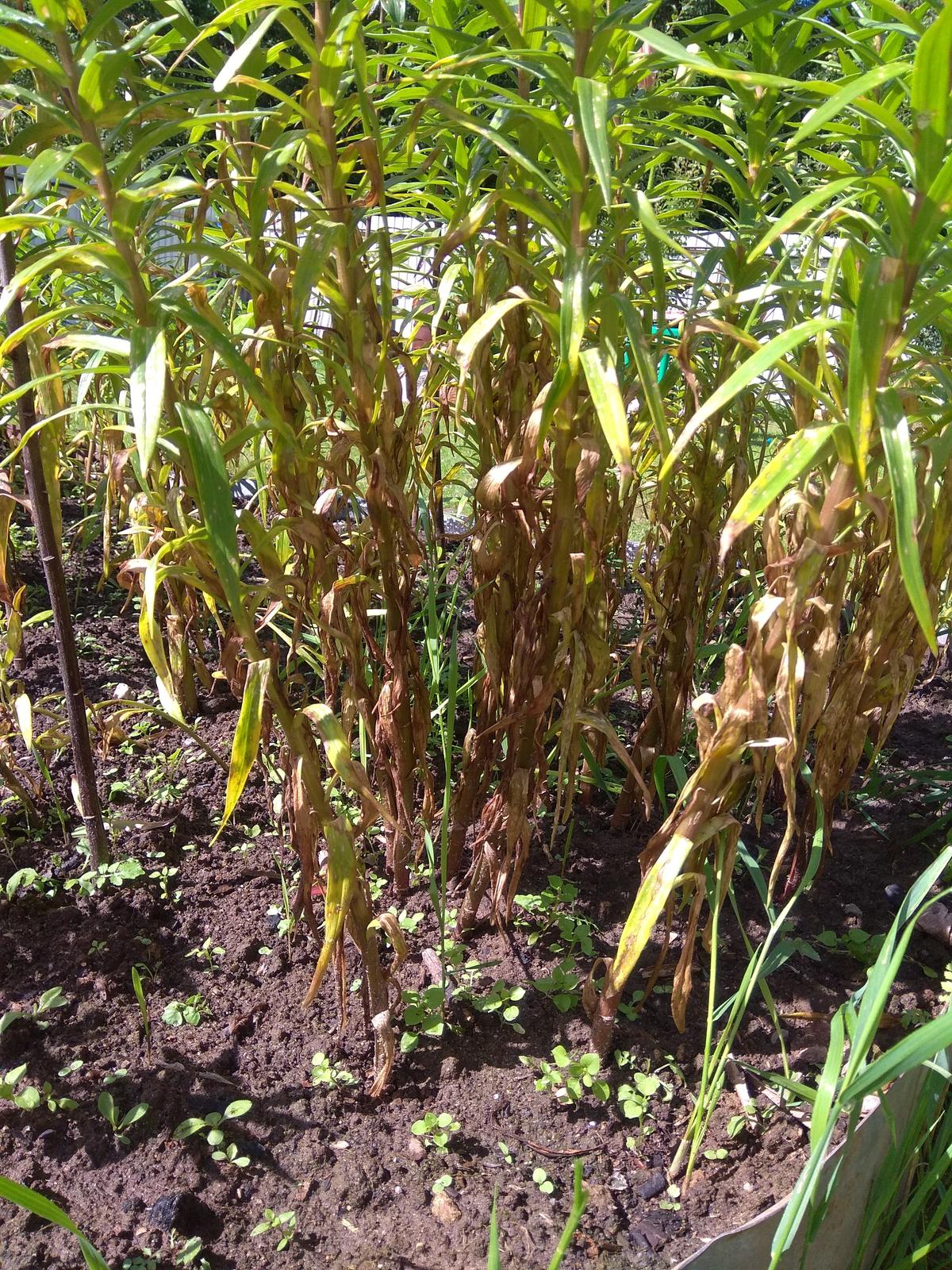 Выращивание и уход за лилиями