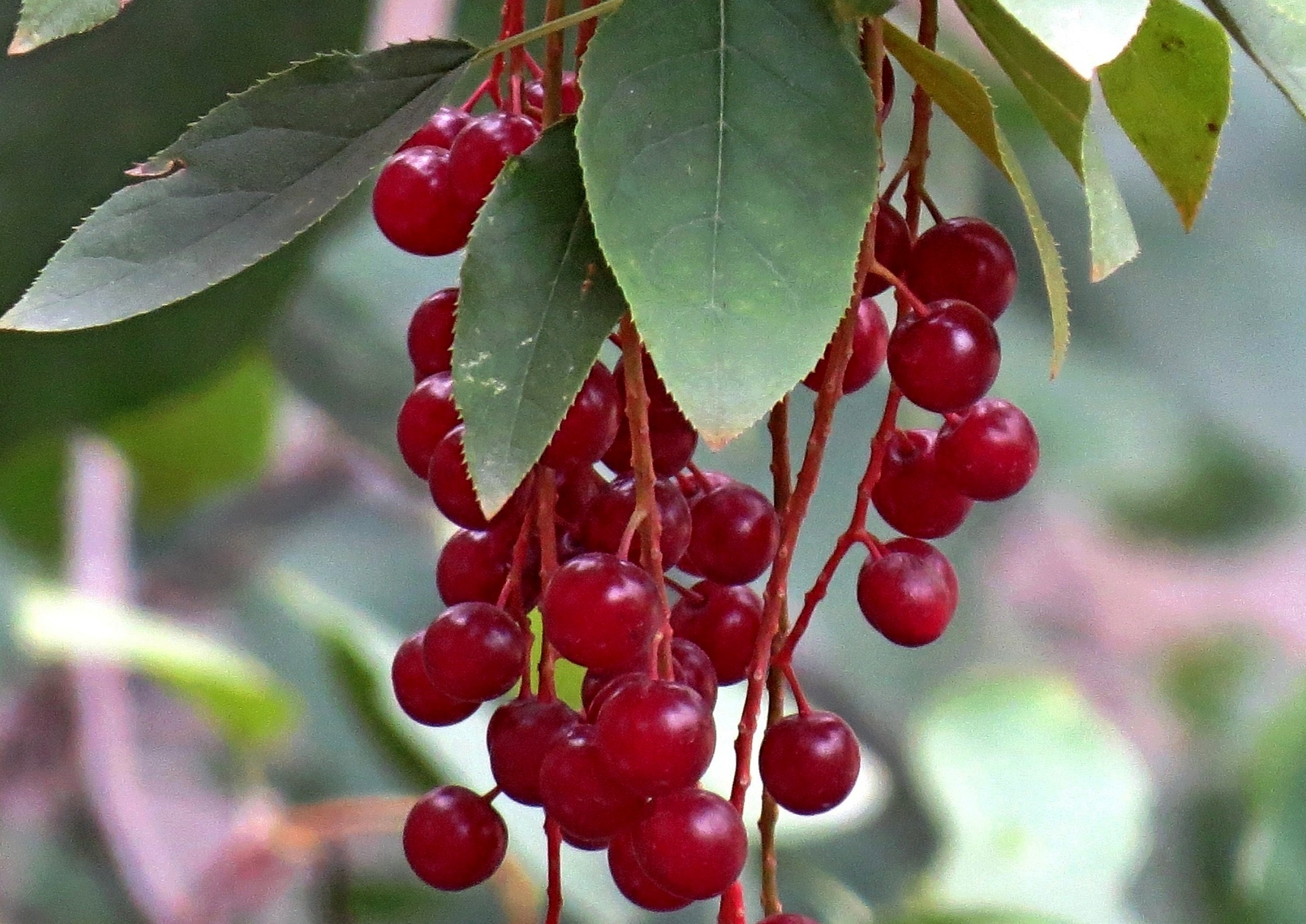 Выращивание и уход за черёмухой красной