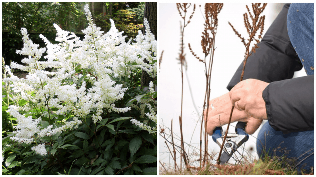 Астильба: правила посадки