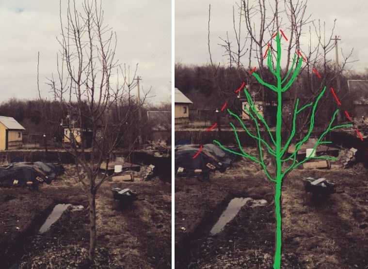 Как правильно обрезать грушу