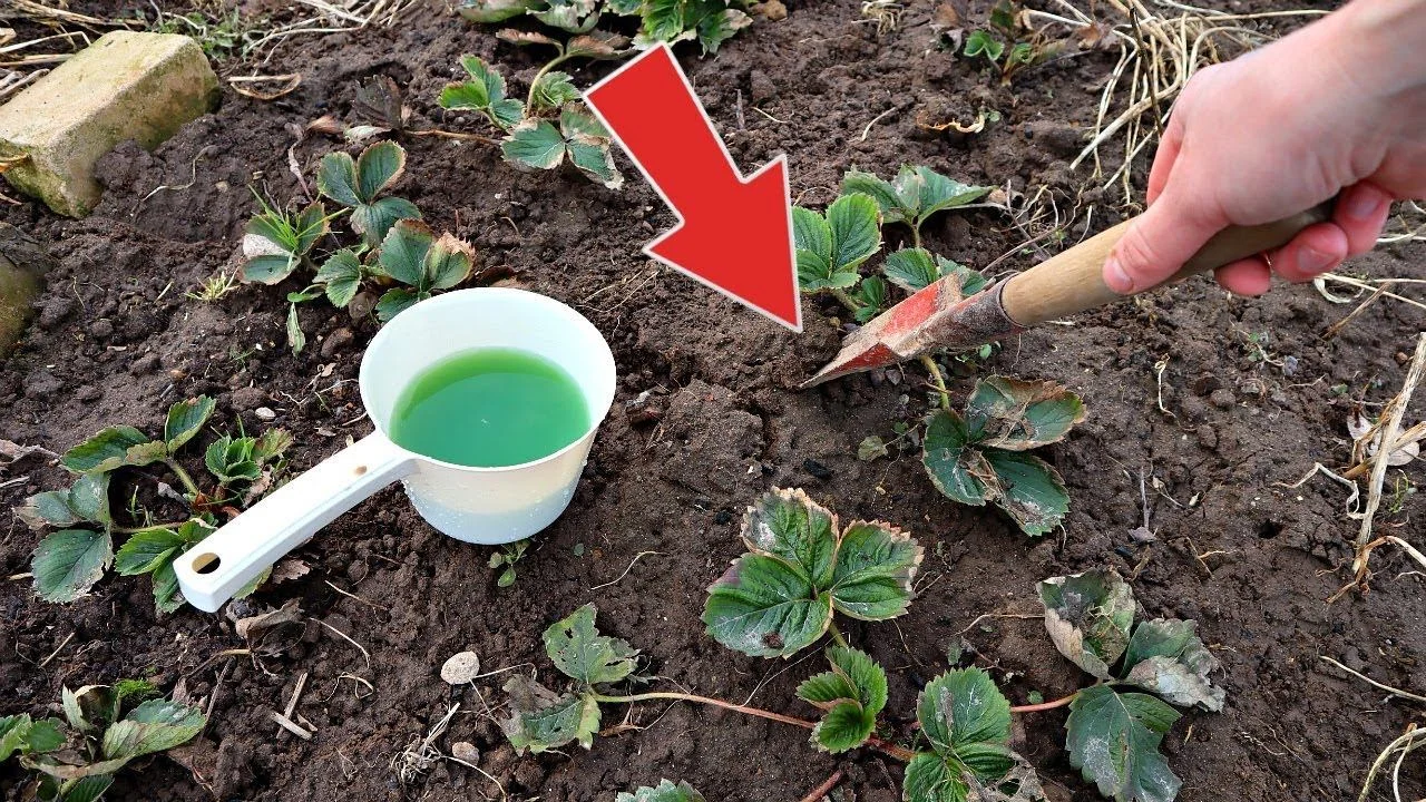 Советы по химической обработке клубники