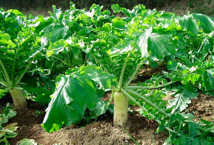 Редька дайкон: посадка и уход