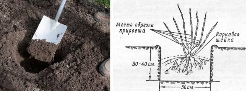 Уход и выращивание айвы японской в саду