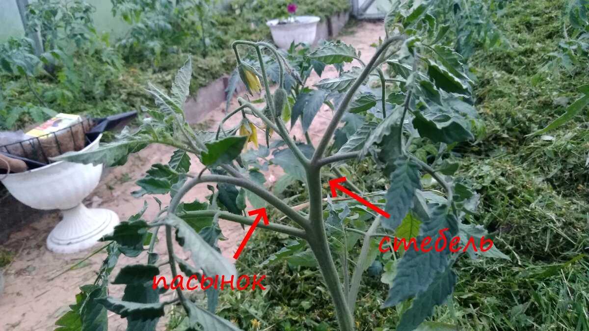 Что такое пасынкование томатов: полное руководство для начинающих садоводов