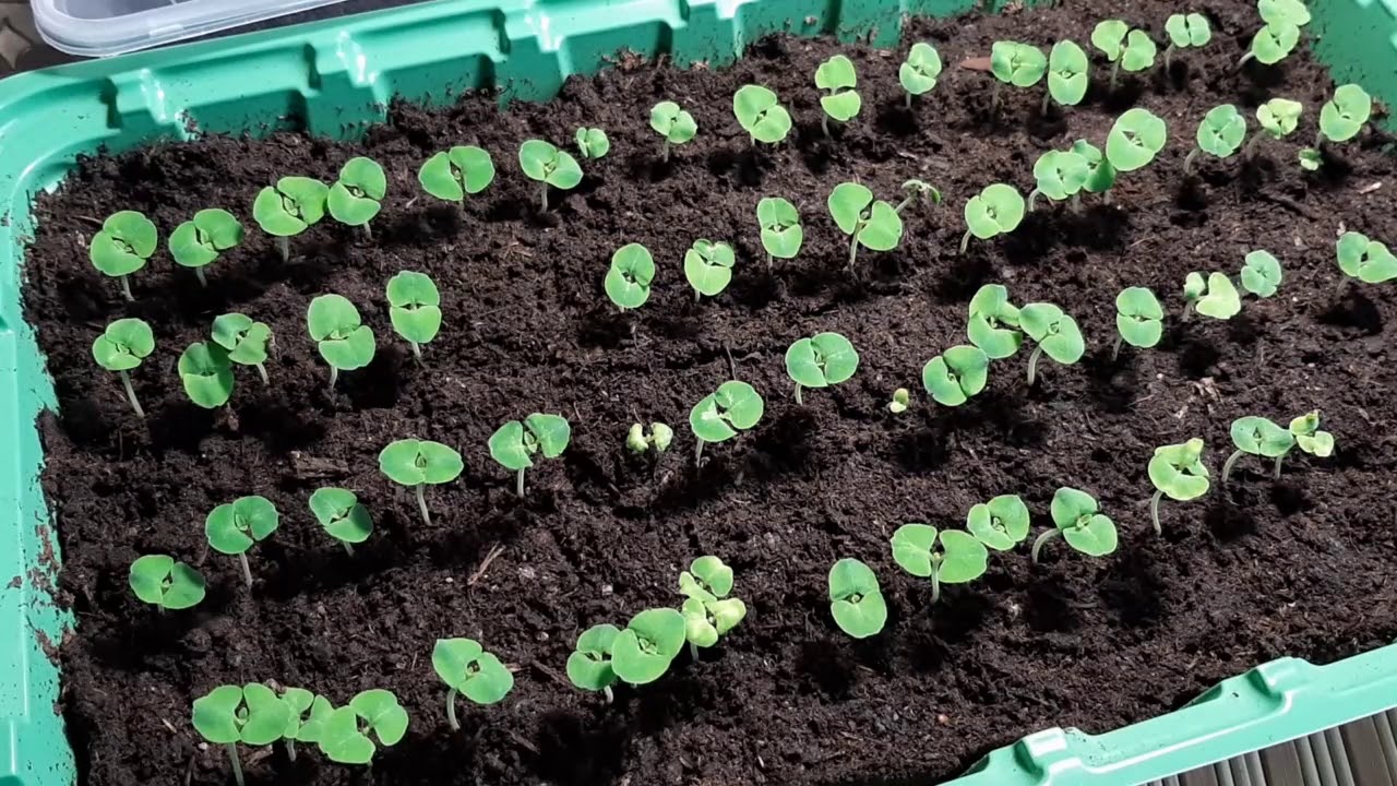 Выращивание сальвии из семян