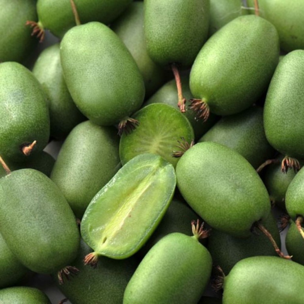 Посадка и уход за актинидией