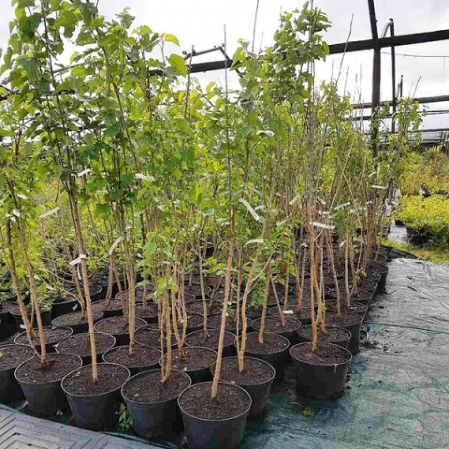 Шелковица в вашем саду. Фото.