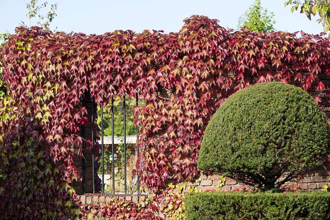 Как правильно посадить девичий виноград