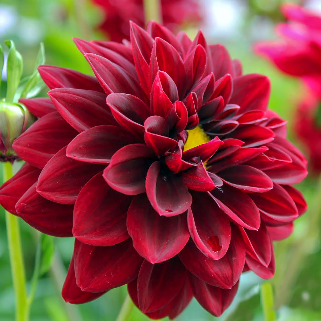 Посадка георгинов весной: красота, разнообразие и легкость ухода