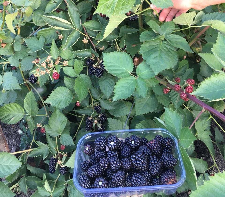 Где и как сажать ежевику