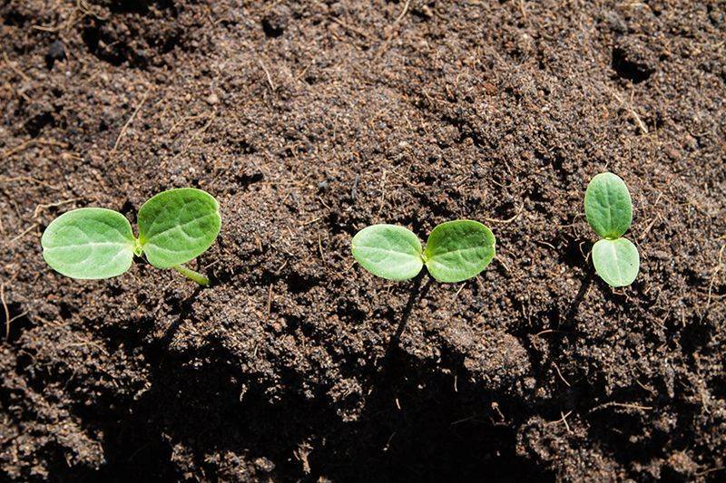 Выращивание арбуза в открытом грунте