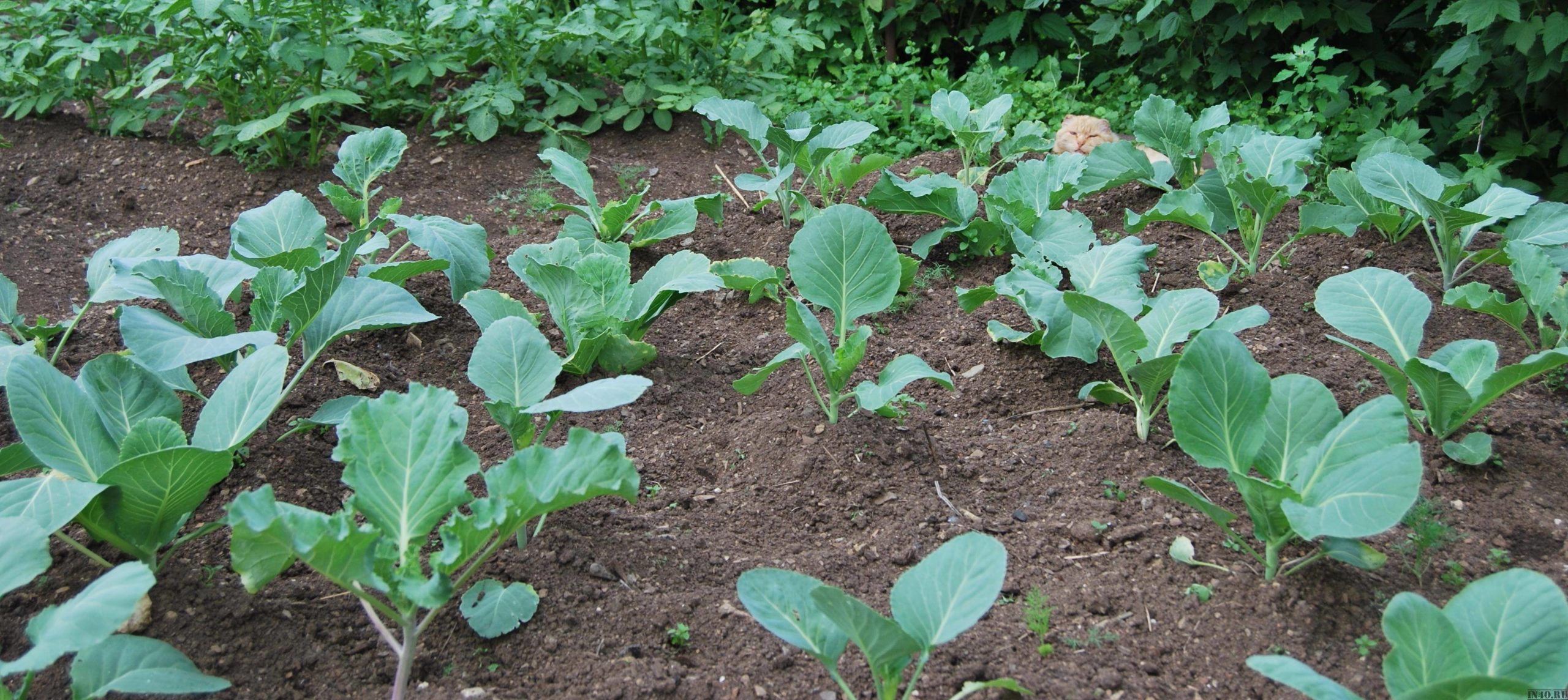 Выращивание цветной капусты: секреты успеха