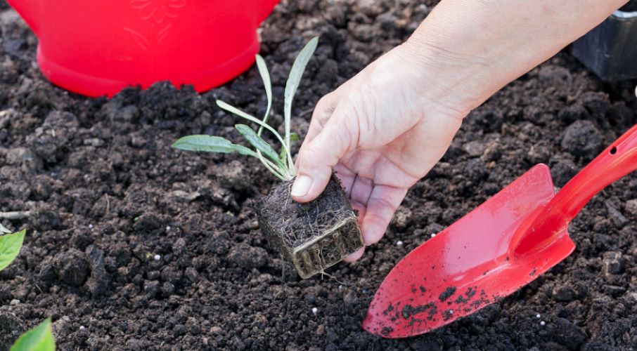 Выращивание и уход за гацанией