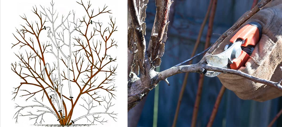 Обрезка ирги: пошаговое руководство