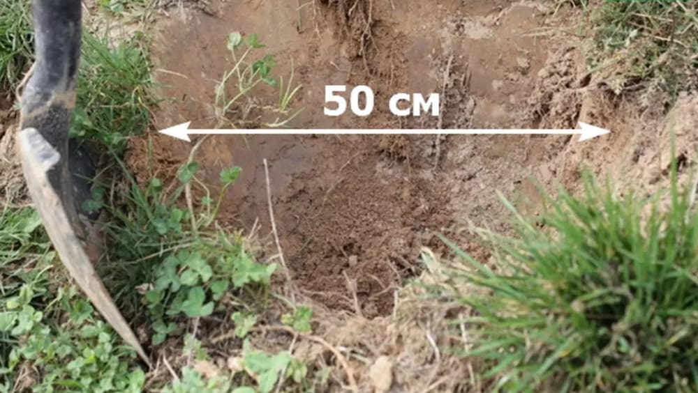 Выращивание и уход за почвопокровными розами