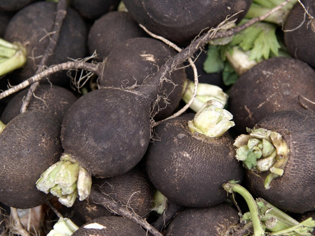 Удивительные секреты выращивания черной редьки
