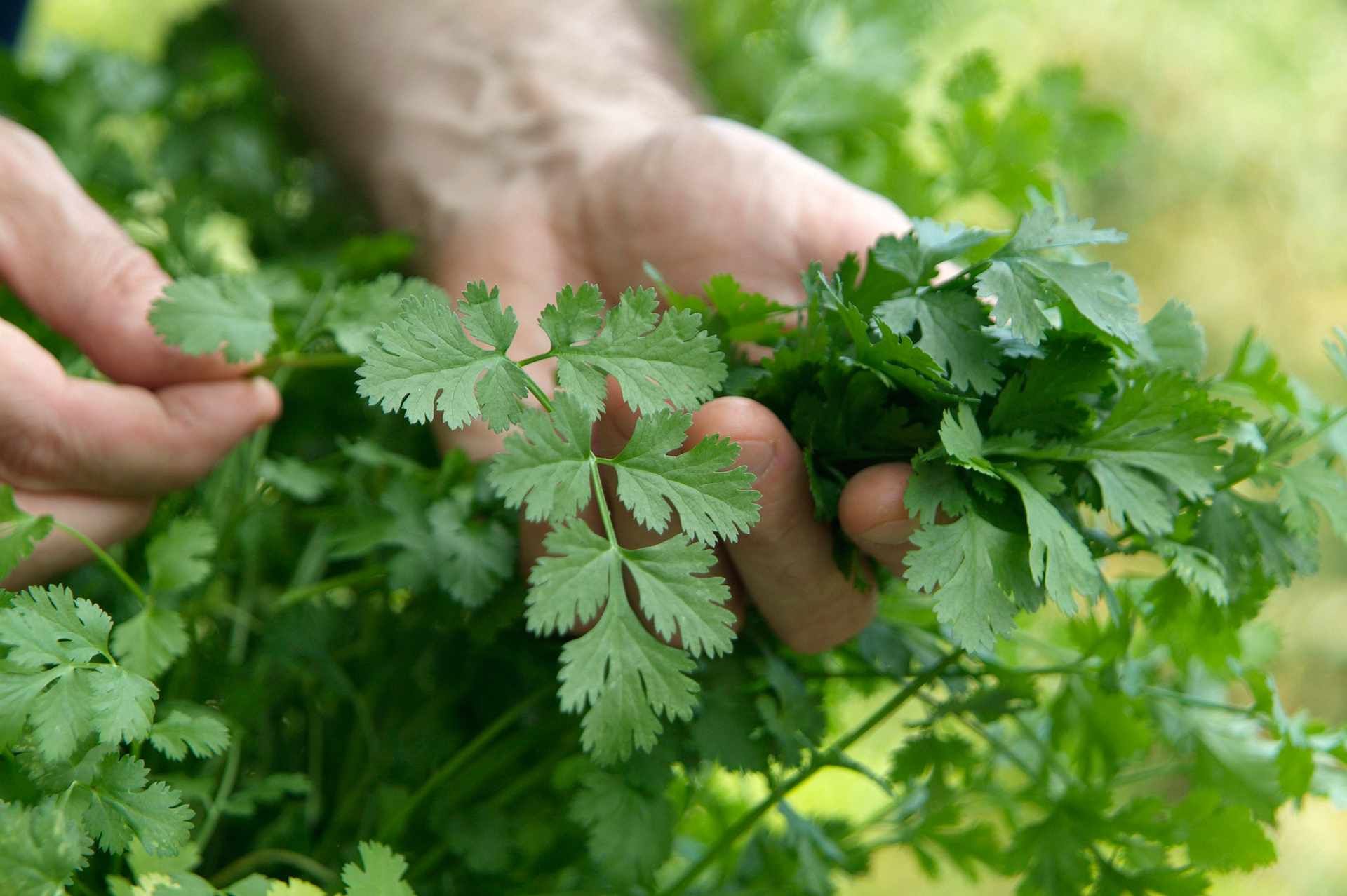 Как посадить листовую петрушку семенами