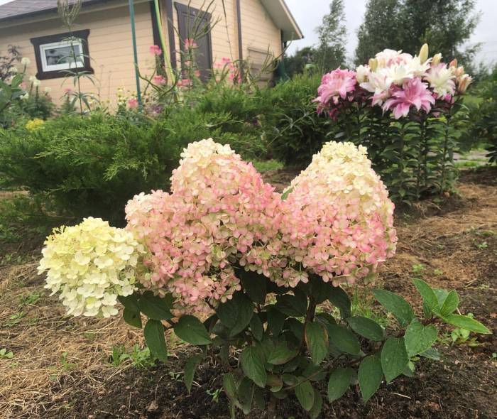 Посадка гортензии в открытый грунт: секреты успешного выращивания