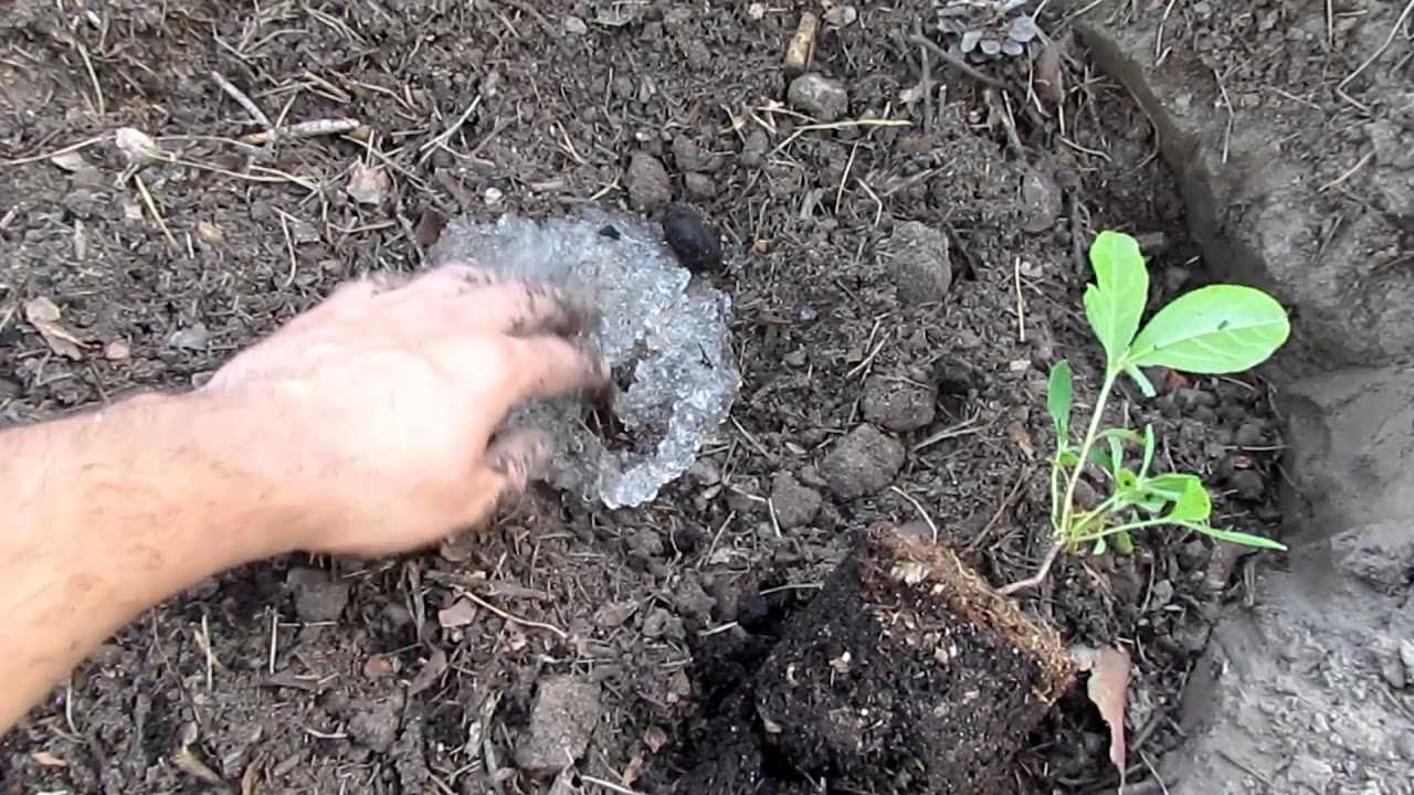 Выращивание и уход за рододендроном: секреты успешного садоводства