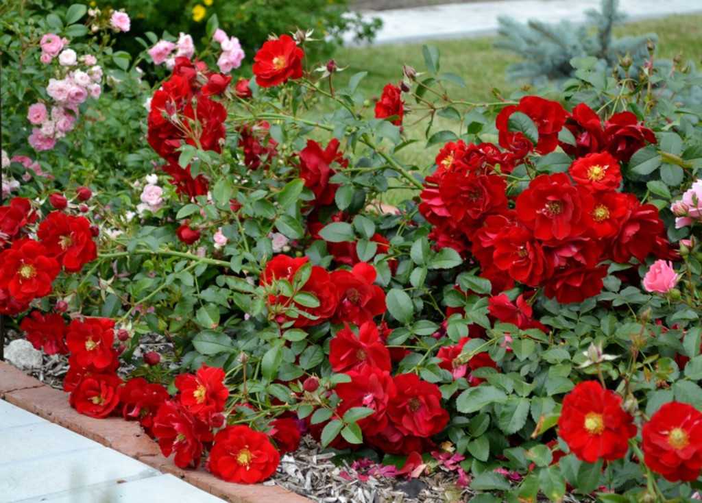 Выращивание и уход за почвопокровными розами