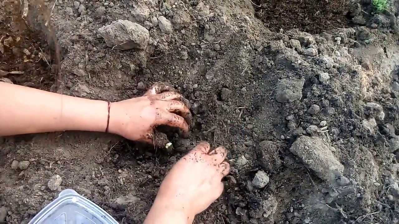 Выращивание арбуза в открытом грунте