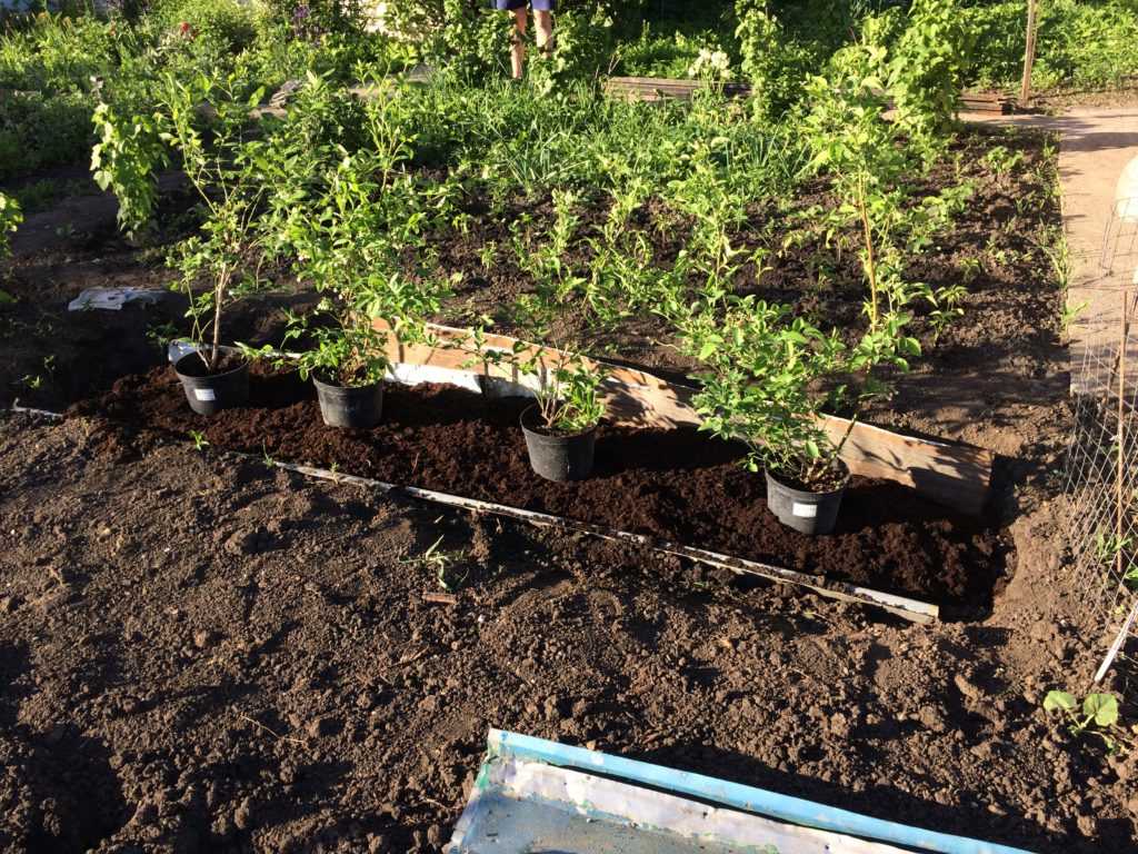 Правильная посадка голубики на вашем участке