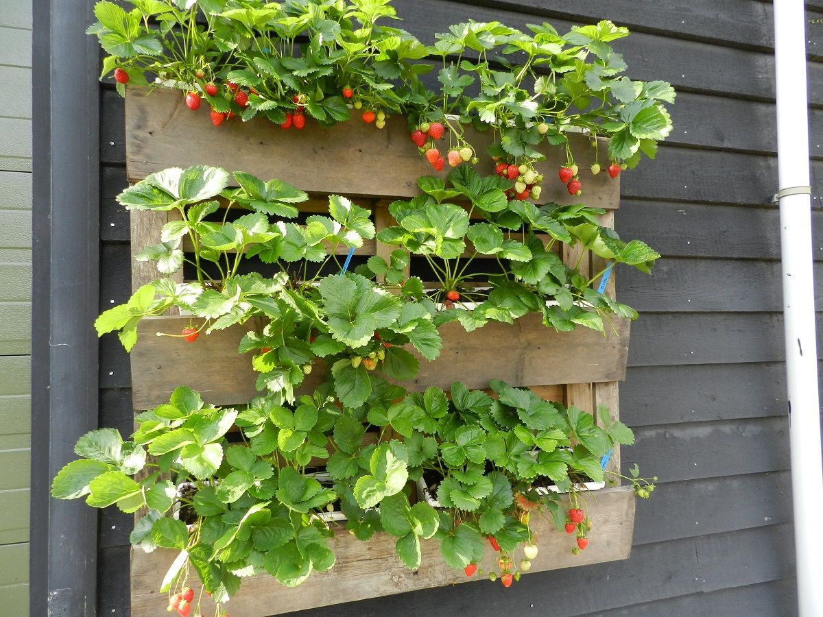 Вертикальная посадка клубники: особенности и преимущества