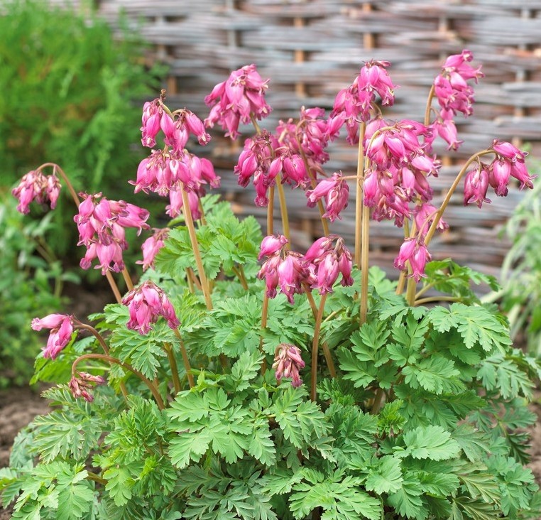 Дицентра: описание