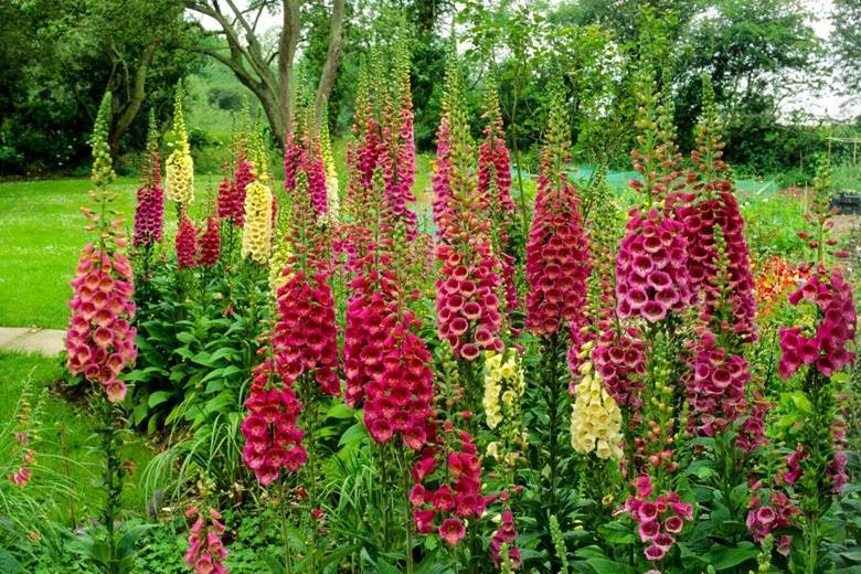 Высокорослые цветы для вашего сада