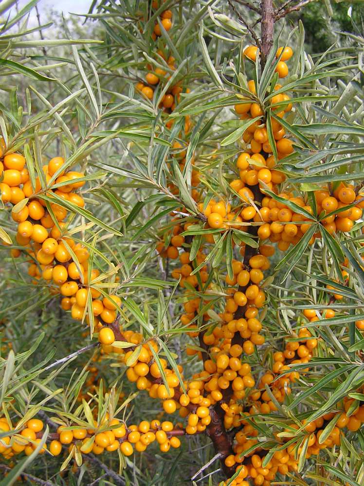 Выращивание и уход за облепихой