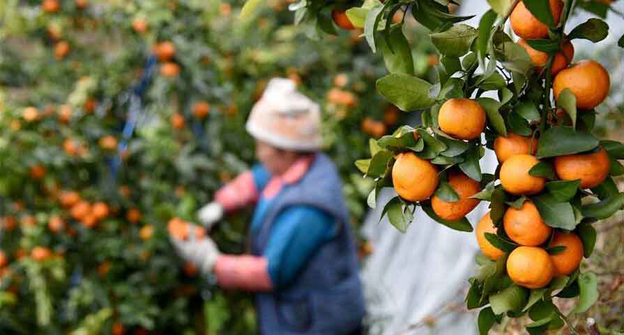 Где и как растут мандарины
