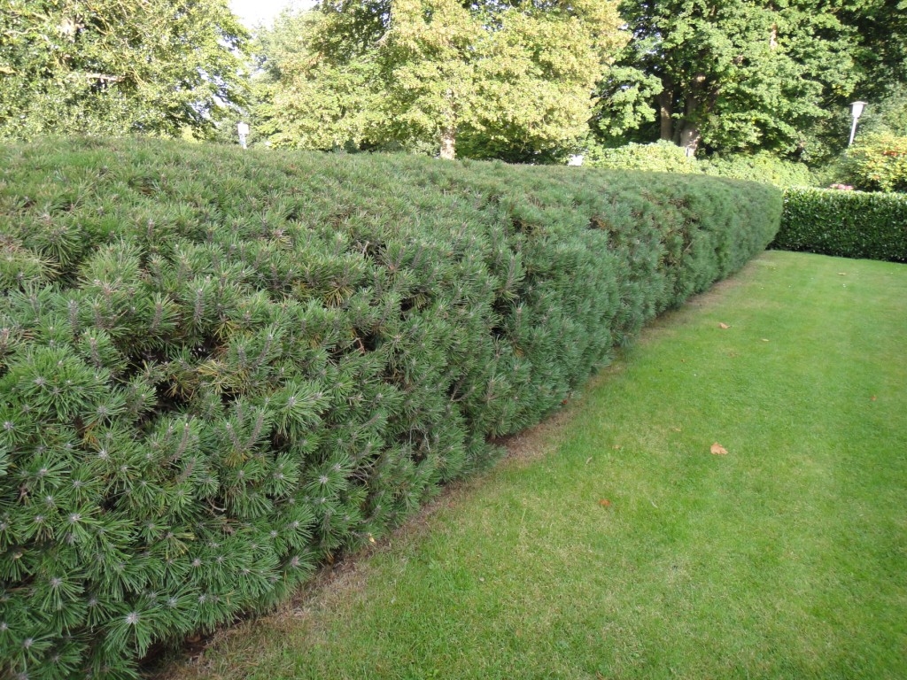 Создание живой изгороди на даче