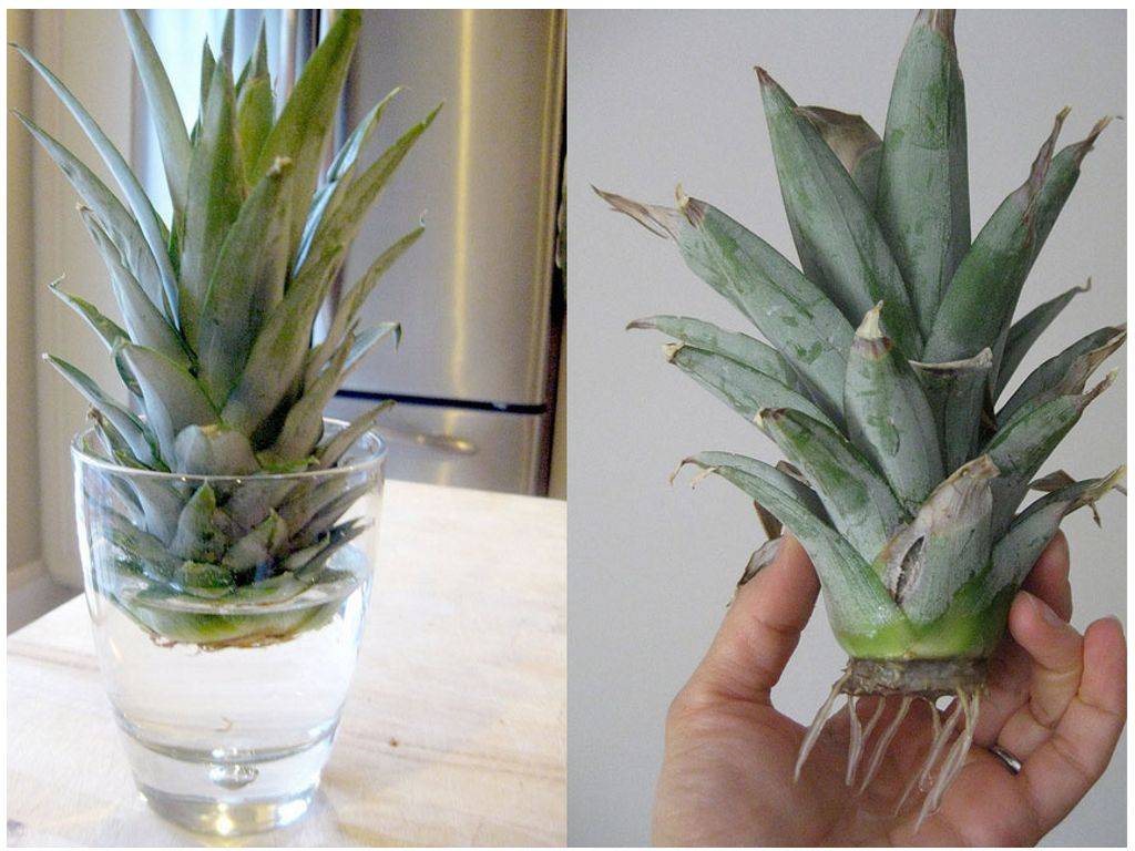 Как вырастить ананас в домашних условиях