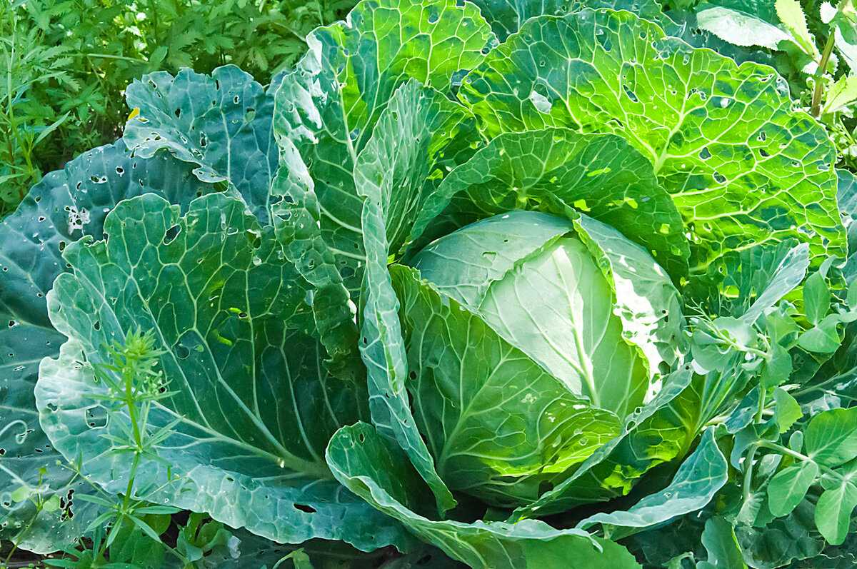 Как правильно посадить белокочанную капусту