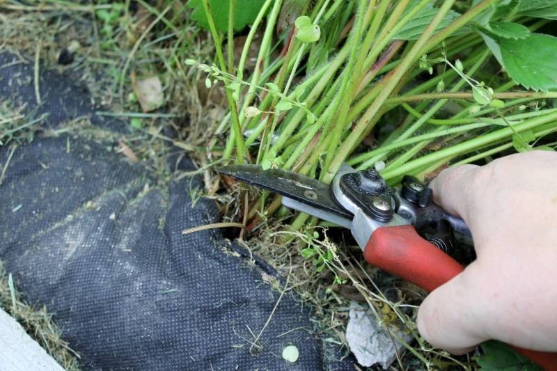 Выращивание и уход за ремонтантной клубникой