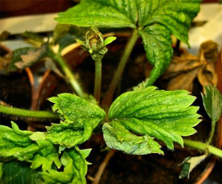 Болезни клубники: как обезопасить свой урожай?