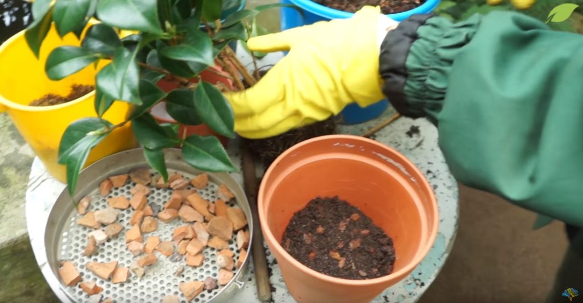 Уход за камелией в домашних условиях