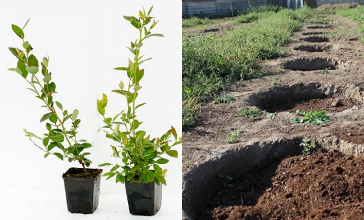 Посадка и уход за садовой черникой: советы и рекомендации