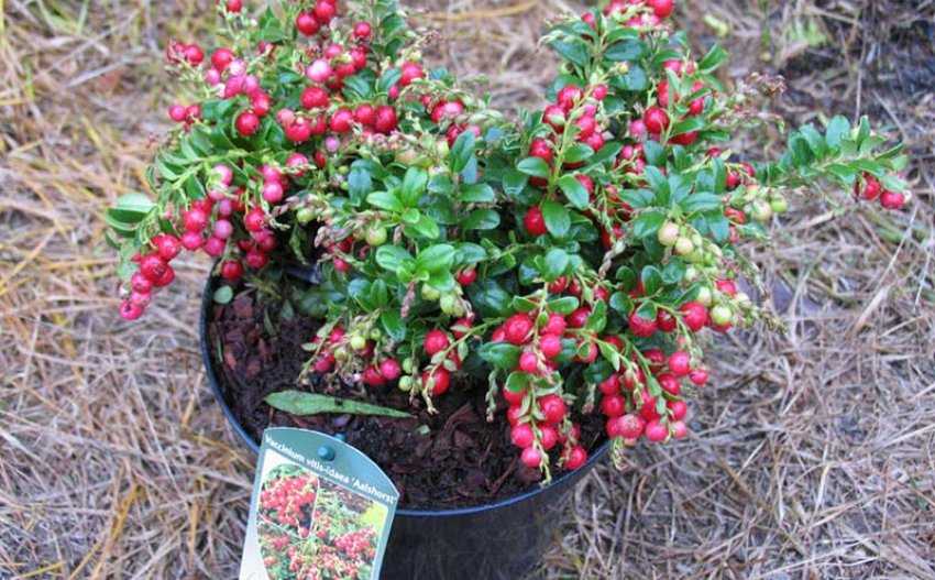 Выращивание брусники в саду: секреты успешного урожая