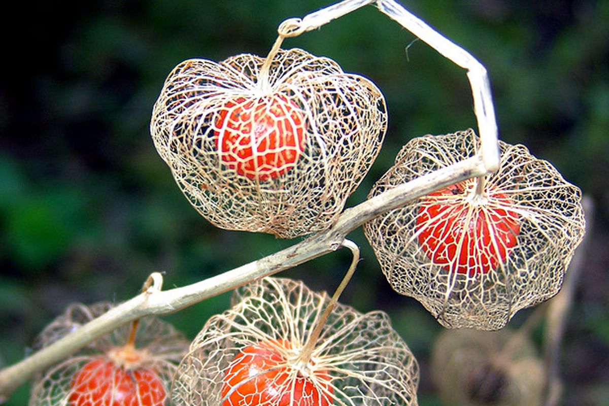 Выращивание декоративного физалиса