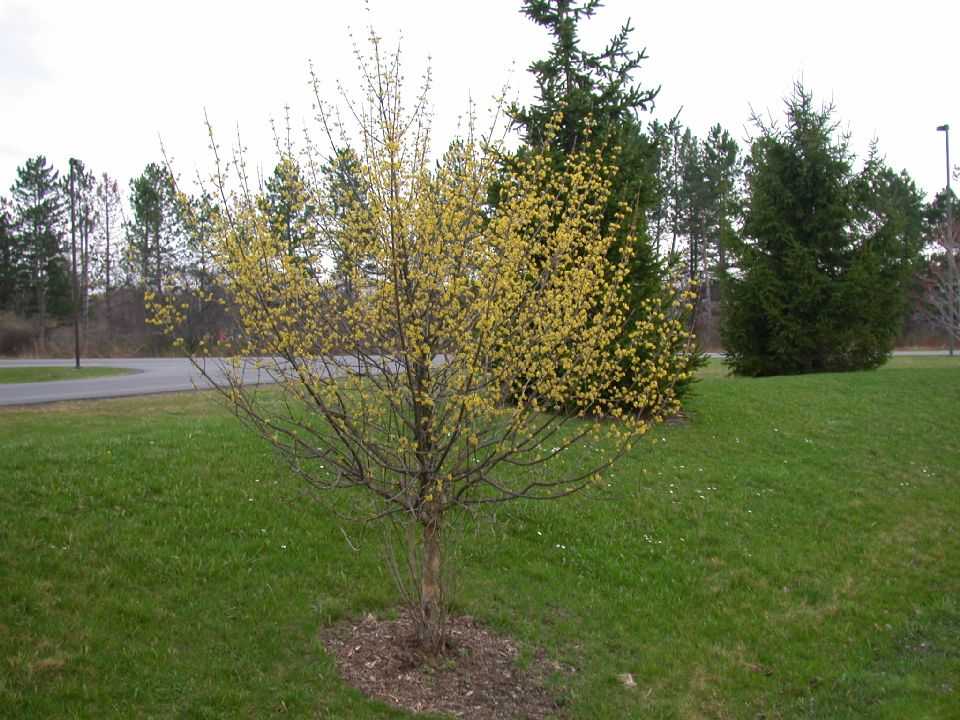 Выращивание кизила и рекомендации по уходу за ним