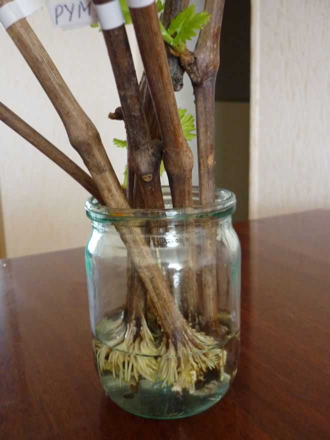 Посадка винограда из черенка